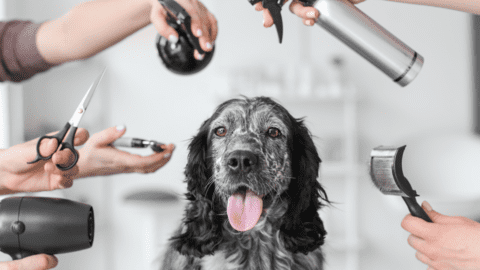 Hundefriseure